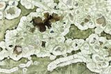 Polished Rainforest Jasper (Rhyolite) Slab - Australia #221930-1
